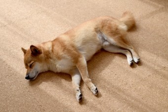 写真AC 柴犬・保護色 コルク床