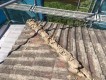 台風災害 モニエル瓦
