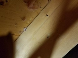リフォーム前 床下