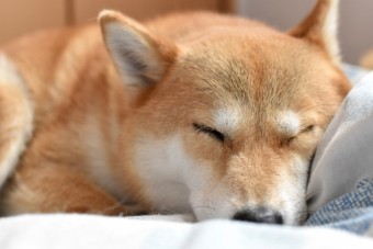 写真AC 柴犬。昼寝