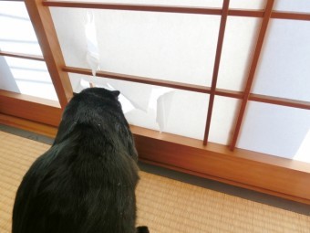 写真AC 猫が障子を破る 障子