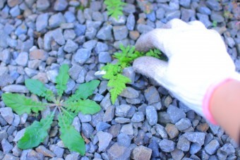 写真AC 軍手で草取り