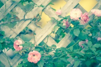 写真AC バラ71 フェンス