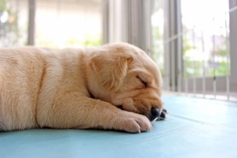 写真AC かわいい子犬ラブラドールレトリバー2