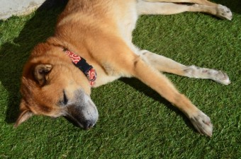 写真AC お昼寝 人工芝 柴犬