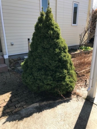 庭木の植樹
