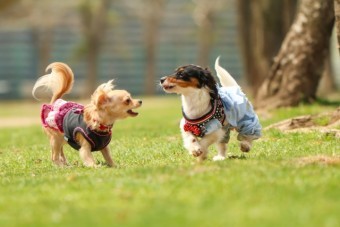写真AC 遊ぶ犬