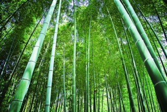 写真AC 竹林4