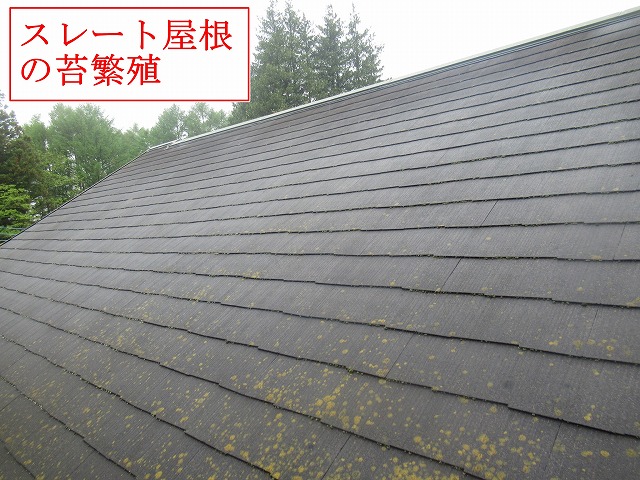 甲府市で屋根の苔繁殖と破風の変色、軒天のキツツキ穴被害を現地調査で確認しました！