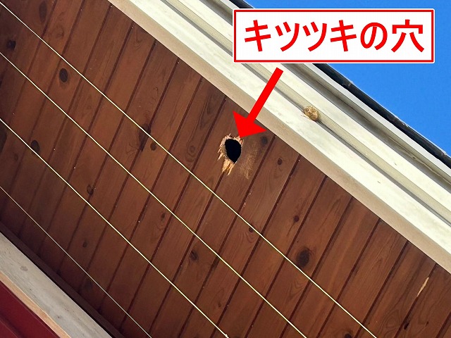北杜市で軒天(上裏・軒天井)にキツツキの穴を5箇所確認!板金で補修して再発防止!