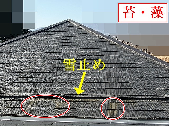 雪止め付近の苔と藻
