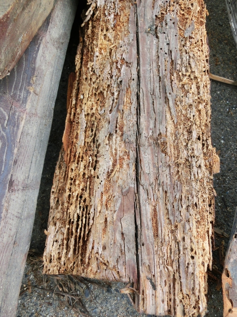 写真AC　シロアリ被害の木　リフォーム