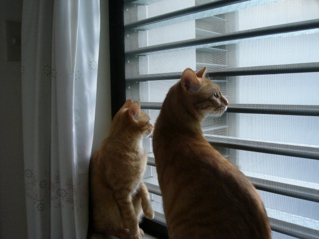 写真AC　窓の外を眺める兄弟猫　ルーバー窓　サッシ　網戸