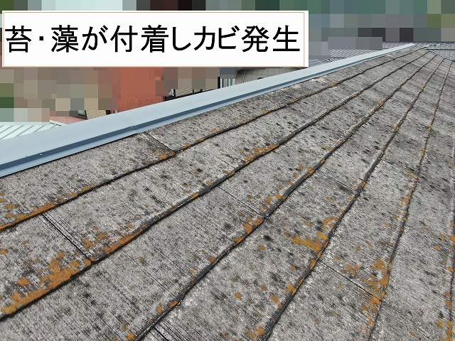 南部町の切り妻屋根の無料点検を行いカビを確認！玄関屋根(庇)の板金は要張り替えです